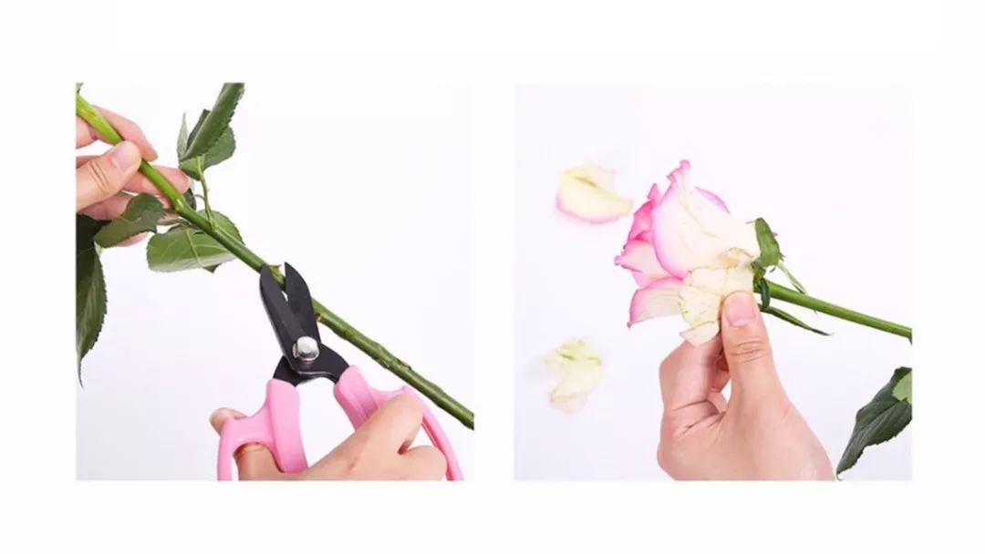 鲜花养护